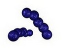 streptococcus